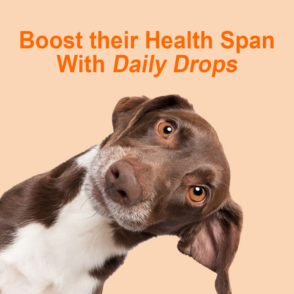 Nanoliposomal Drops for Dogs