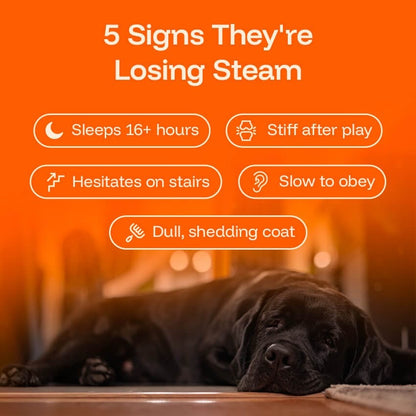 Nanoliposomal Drops for Dogs