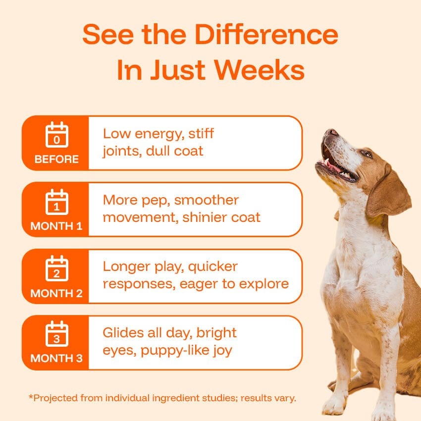 Nanoliposomal Drops for Dogs