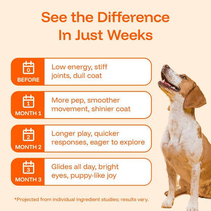 Nanoliposomal Drops for Dogs